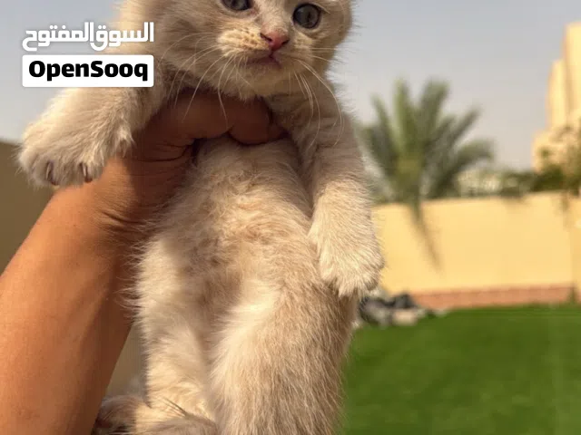 Scottish Fold