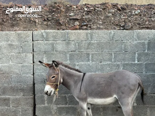 حماره للبيع