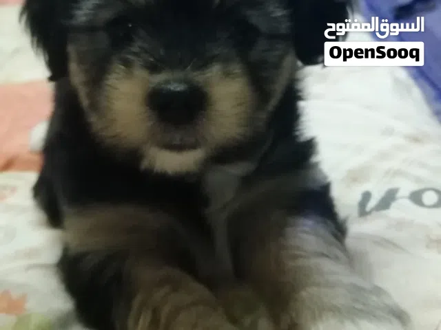 بنوتة كوكر على جريفون تقليب عالي تربية بيتي وبتاكل اكل بيتي وتحب اللعب وبتحب الأطفال