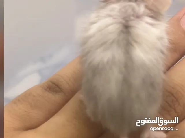 هامستر للبيع اليفه