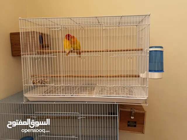 أزواج روز منتجة