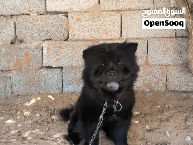 نتابا تشاو تشاو اقراء الوصف