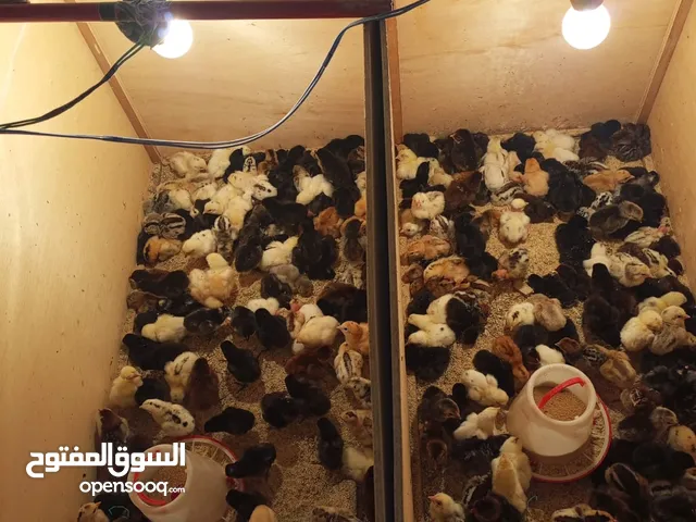 صيصان بلدي حبة نظيفه للبيع