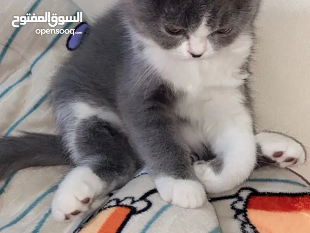 السلام عليكم مكس هملايا سكوتش فولد انتاج عالي وبسعر رمزي جدا عمرهم 3 اشهر صحه ونظافه والصور بتحكي