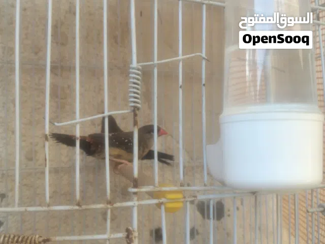 كوبية زيبرا فراولة