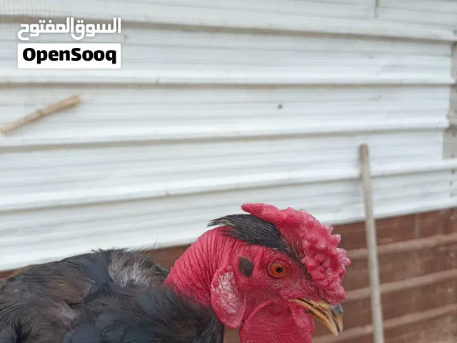 ديج ابو ركيبه اسود عرف فروله ديج خشن وملقح وشرط البزار