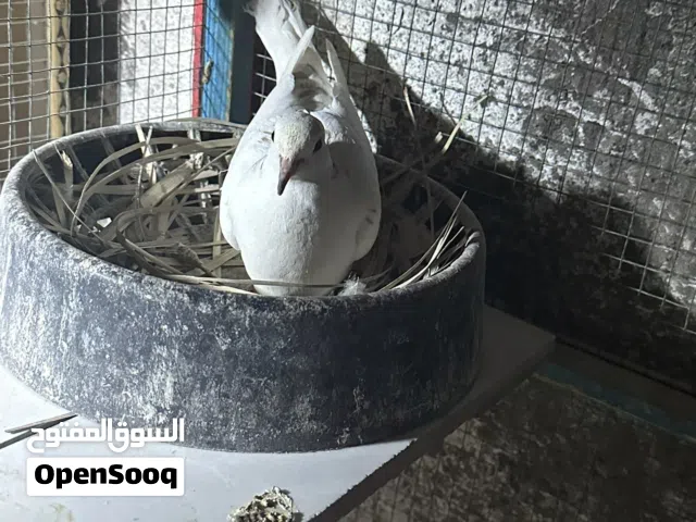 للبيع زوج حمام كريمي