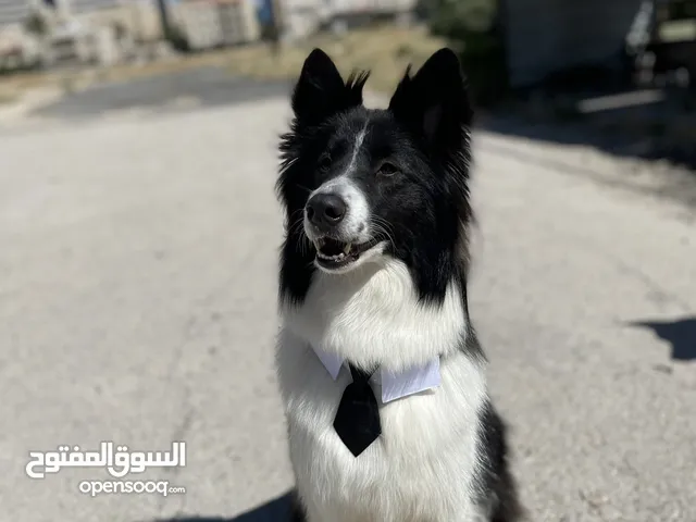 Border collie لاول مرة في الاردن