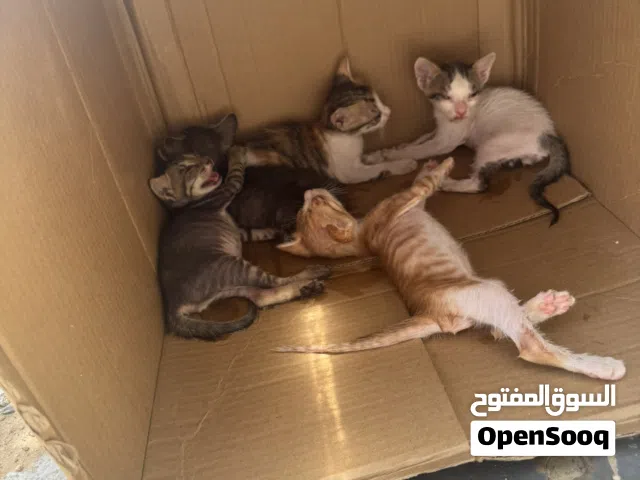 قطط للتبني مجاناً