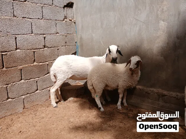 رباع تحتها حوليه