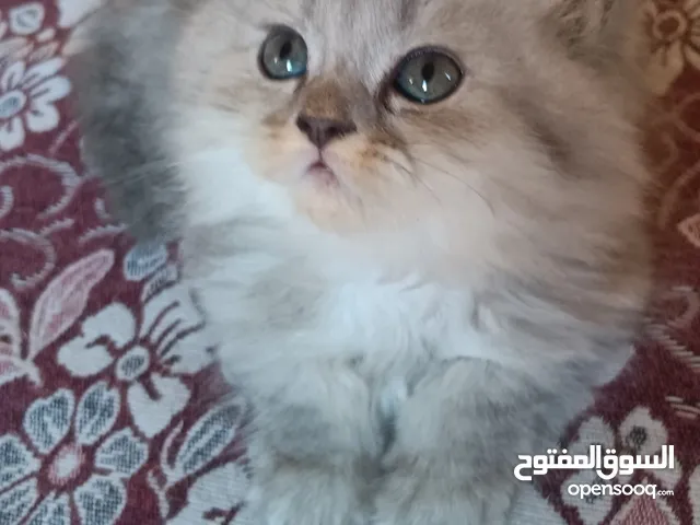 قطه شيرازي