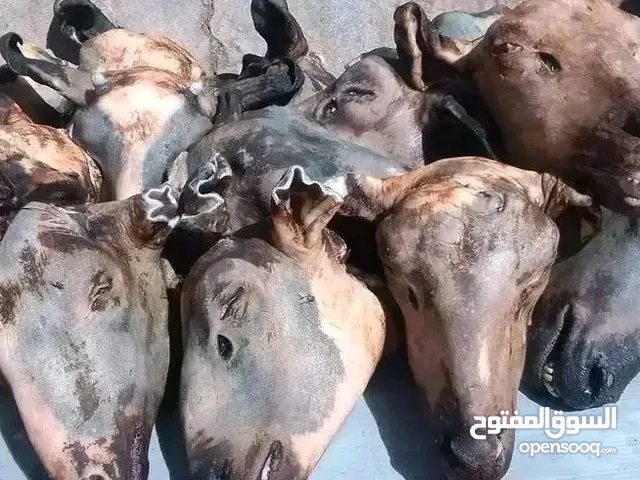 روس البيع