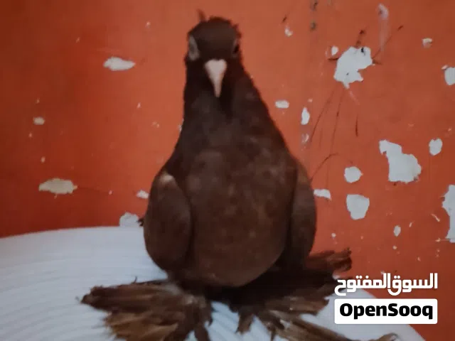 متاح نثيه راعب نجفيه الخط الاول امايه بزاره شرط البيض وشد