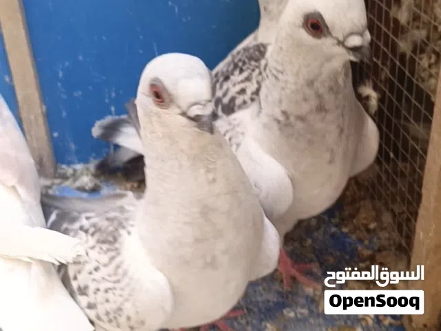 فراخ صحه ونضافه الله يبارك لصاحب النصيب تقريبا 10 حبات
