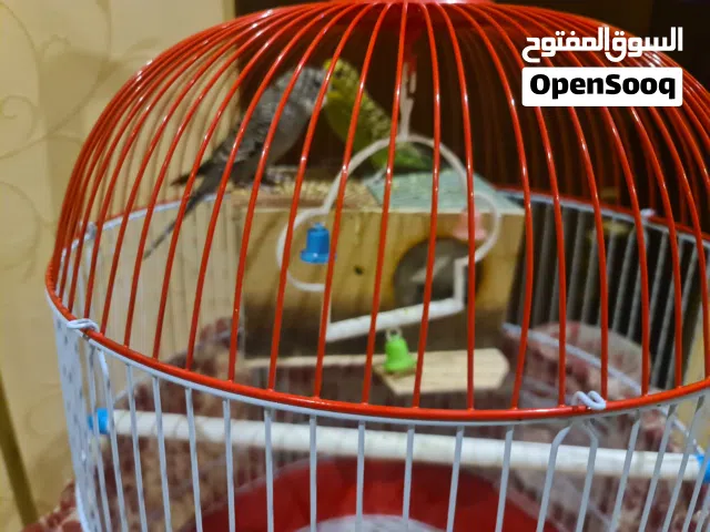 جوز طيور الحب لون أزرق ذكر وأصفر أنثى بعمر 6 شهور تقريبا"