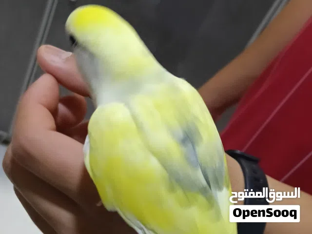 للبيع أزواج لافبيرد ازرق و فايلوت سعر خاص حق الي بياخذ كميه