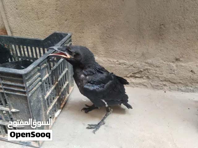 غراب عدد 2