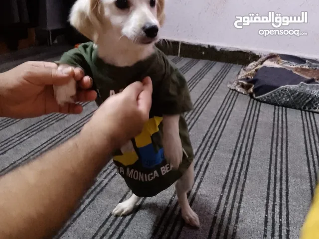 نثيه لولو فوكس عمر سنه للبيع السعر 75