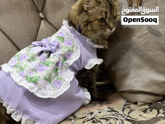 مطلوب قط للتزاوج