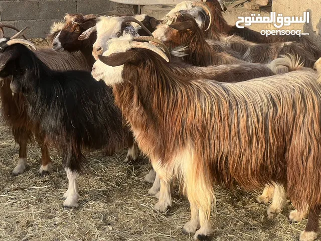 ملاحظه البيع جمله اغنام عمانيات جباليات يصلحن للتربيه وللذبح حلال احجام وأوزان طيبه