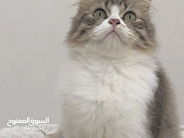 شيرازي للبيع 30