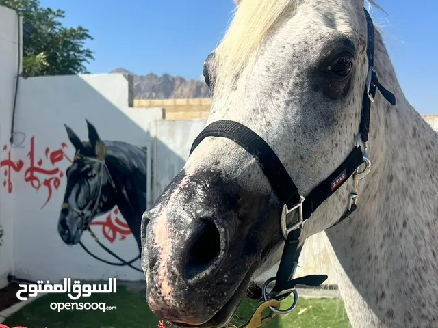 فرس عربيه (جمال)سلالتها طيبه وانتاجها بطل