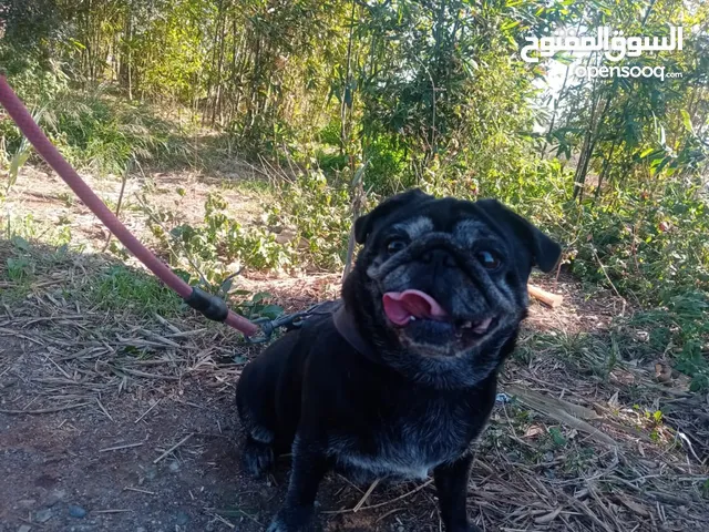 chien Pug ntwa