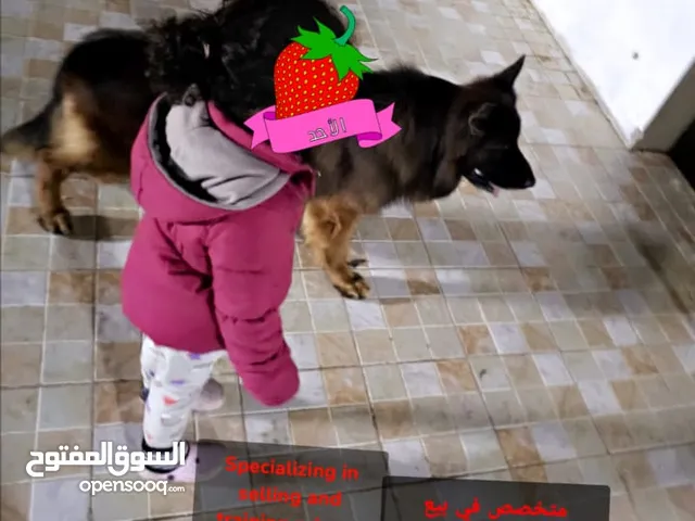 تدريب كلاب الحراسه والخدمات اختصاصنا dogs services and protection ready now &training all breed...