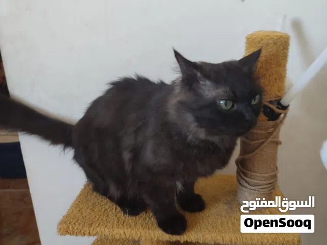 قط شيرازي للبيع