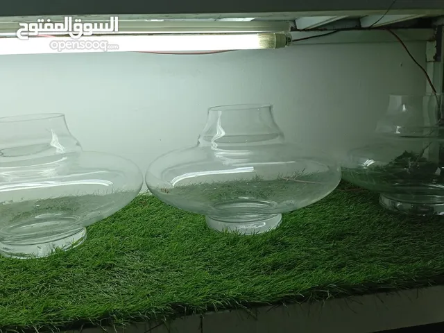 فازات شكل جميل