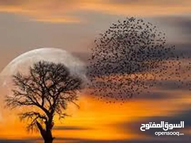 مطلوب شريك في مشروع تجاري براس المال والادارة في محل بالشيخ زايد