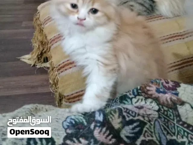 حيوانات للبي..