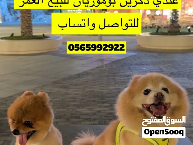 اثين ذكور اليفين و ينفعون حق الانتاج