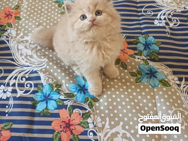 Pure Persian Kittens