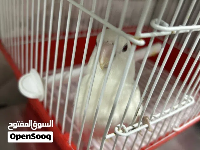 فرخ روز ب القفص ما انفطم هدد خارجي
