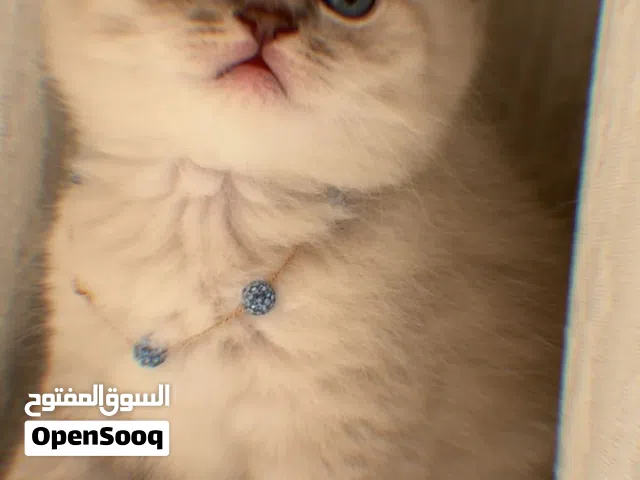 قطط سكوتش فولد بلو بوينت مستوى عالي للحجز يوجد إناث وذكور