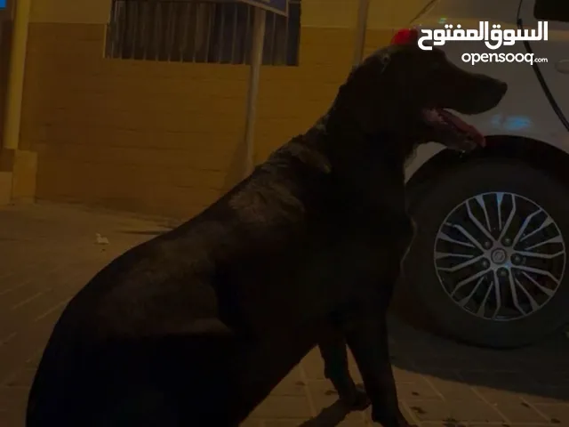 كـلب الليف للبيع حط سعرك وشيل