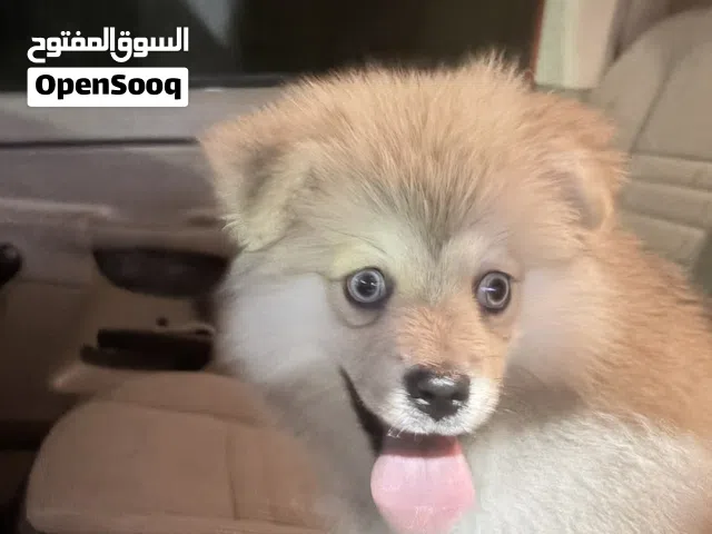 جرو بومسكي (Pomsky)