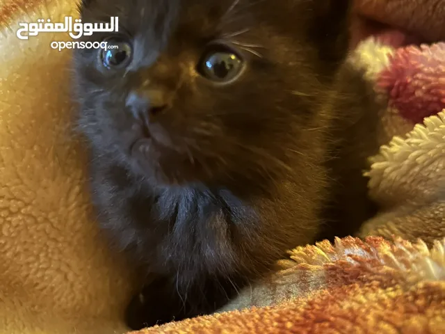 ثلاث قطط شيرازي بيور عمر شهر مع امهم كلهم 40 ريال