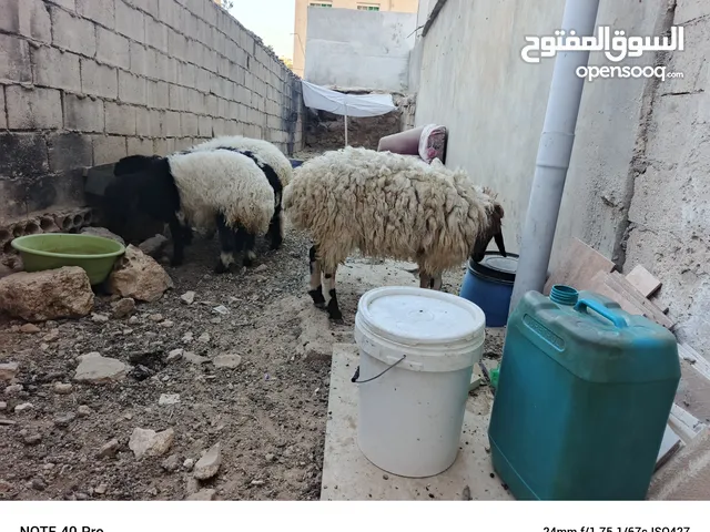 عبور اوضحيه عمرها 9 شهور وزنها حول 40 كيلو مطلوب فيها 200 دينار