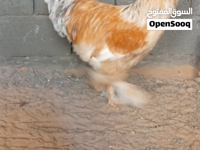 السلام عليكم ورحمه الله وبركاته