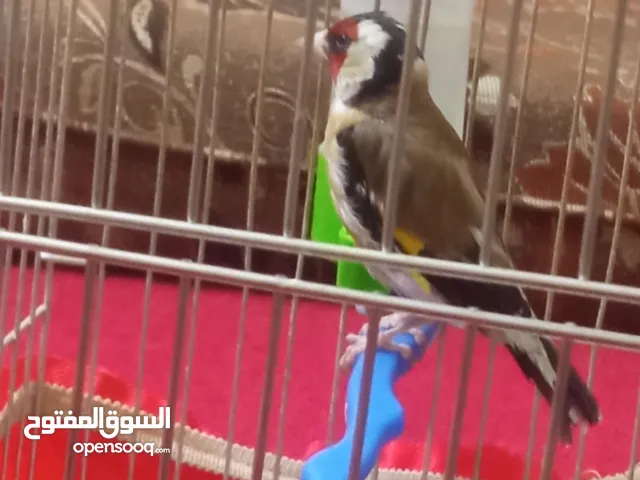 حسون جلب قديم بغني منيح التسليم الجبيهة