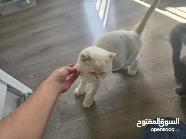 Cats for Adoption