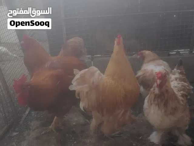 دجاج كوشي أصلي تربيه البيت طبيعي بدون تهجين أبيع مع بعض كلهن جمله مابيع بالحبه