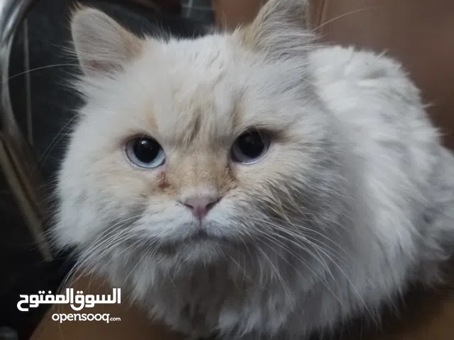 قط شيرازي للتبني