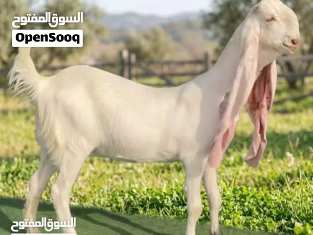 مطلوب ماعز