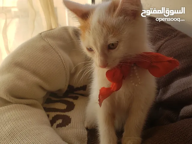قطه شيرازي