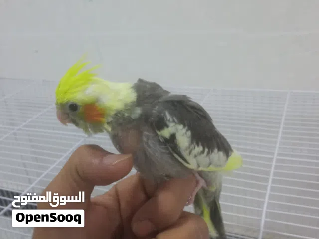 طير الكوكتيل