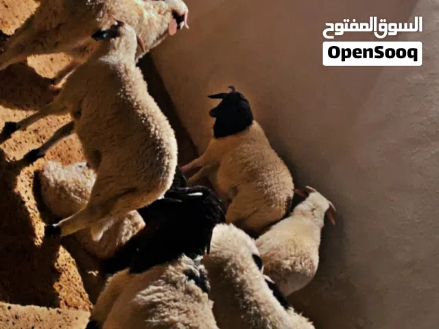 اضاحي العيد