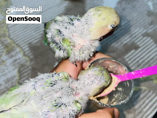 زوز طروف بركديلو مروضات ع الكاشيك وصبح عليه يجيك وسعرهم كزيوني